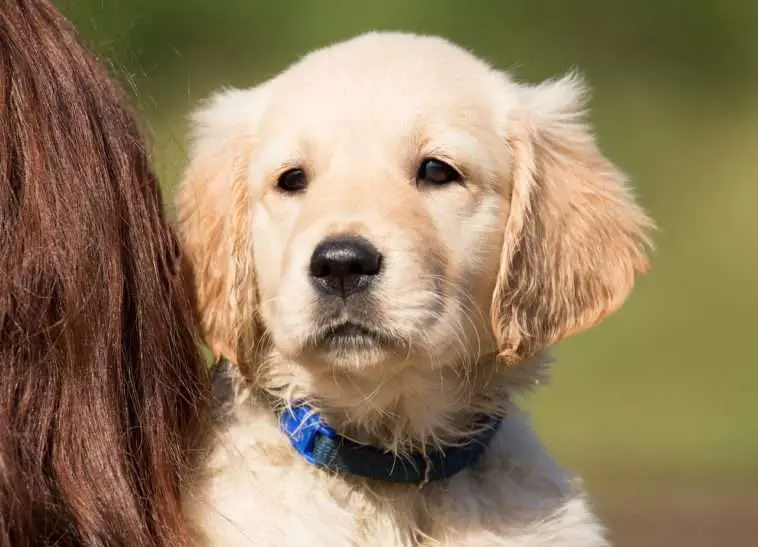 Are Golden Retrievers Easy To Train? Facts You Need To Know
