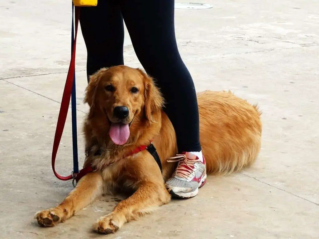 Are Golden Retrievers Easy To Train? (The Answer Might ...