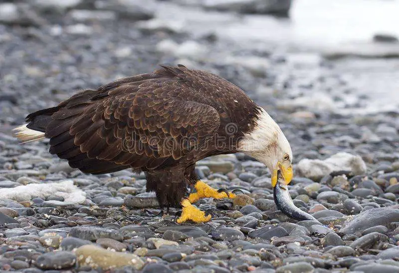 Bald Eagle eating stock photo. Image of aves, creature ...