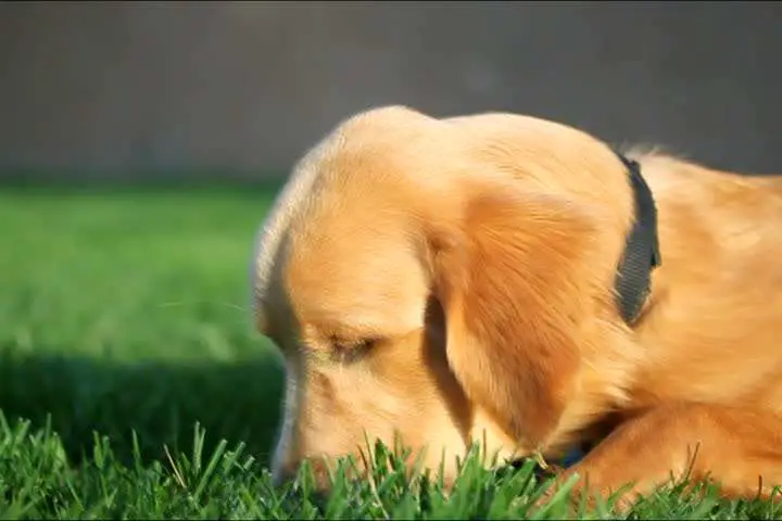 Golden Retriever Puppy Eating Grass Stock Footage Video ...
