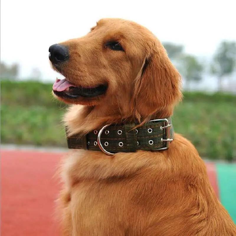 High Quality Big Size/Large Dog Collar Brief Pattern Pet ...