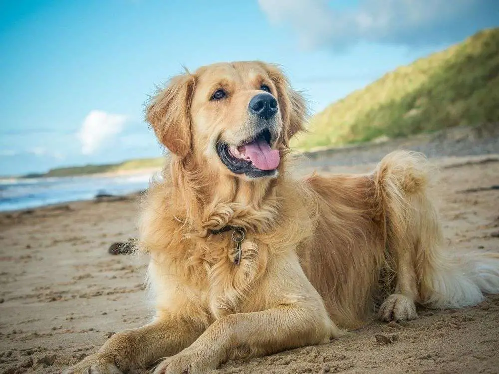 How Much Does A Golden Retriever Cost?