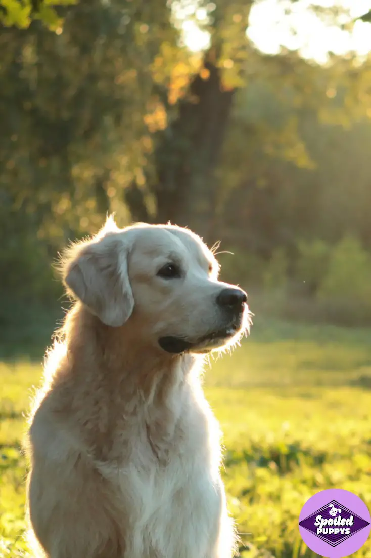 How Much Does Golden Retriever Cost : See full list on ...