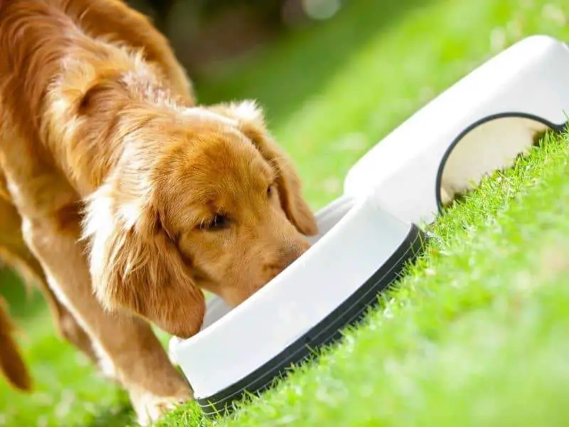 How Much Should I Feed My Golden Retriever Puppy? [Food ...