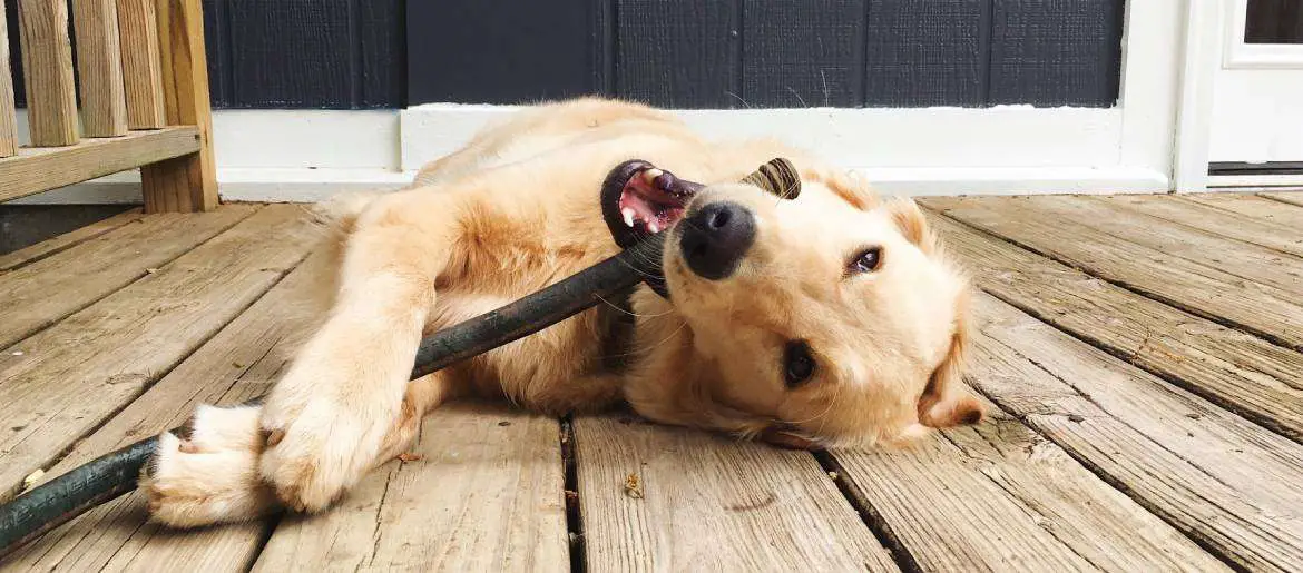 How To Stop Your Golden Retriever From Biting and Nipping ...