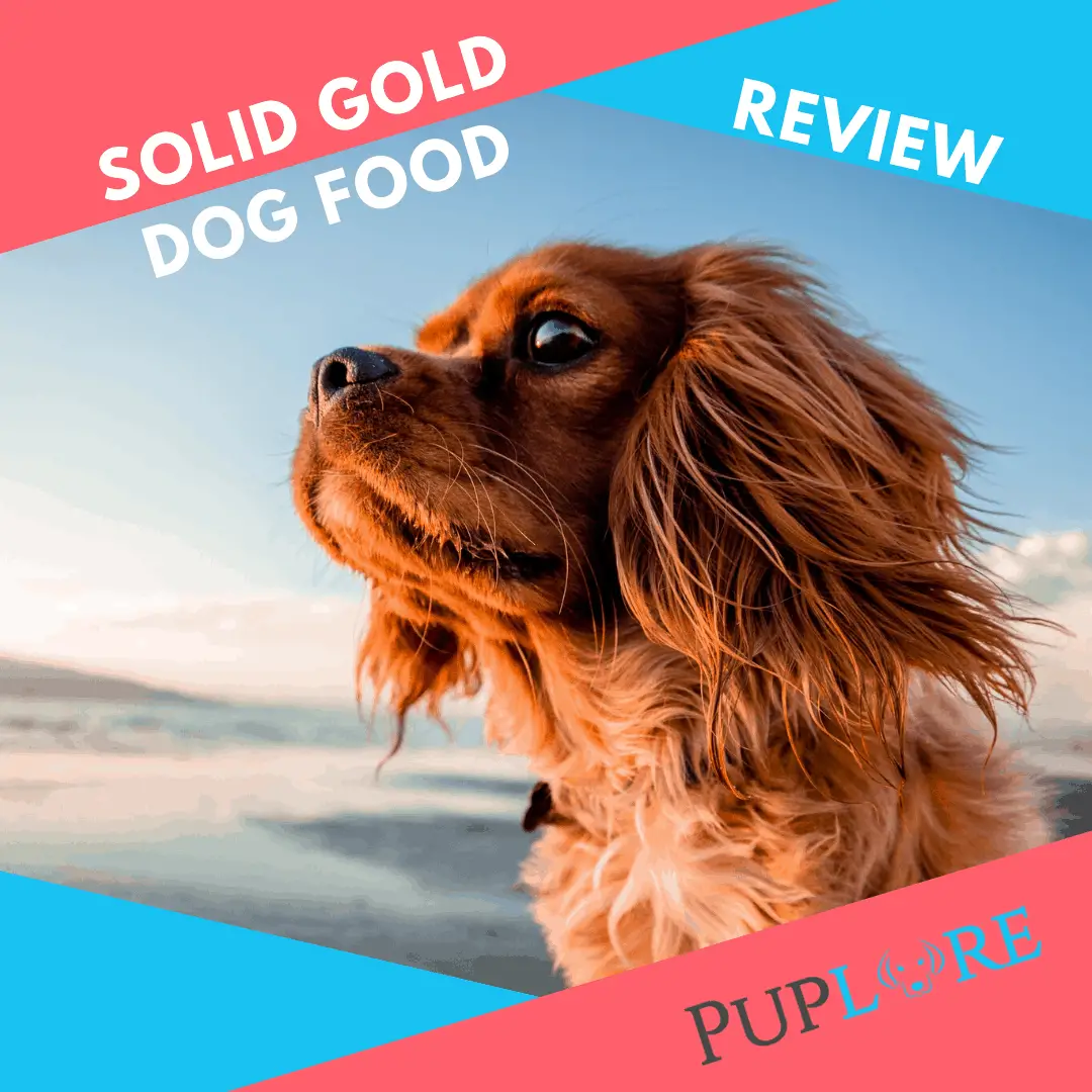 Is Solid Gold Dog Food Good? [Read Our 2020 Review]