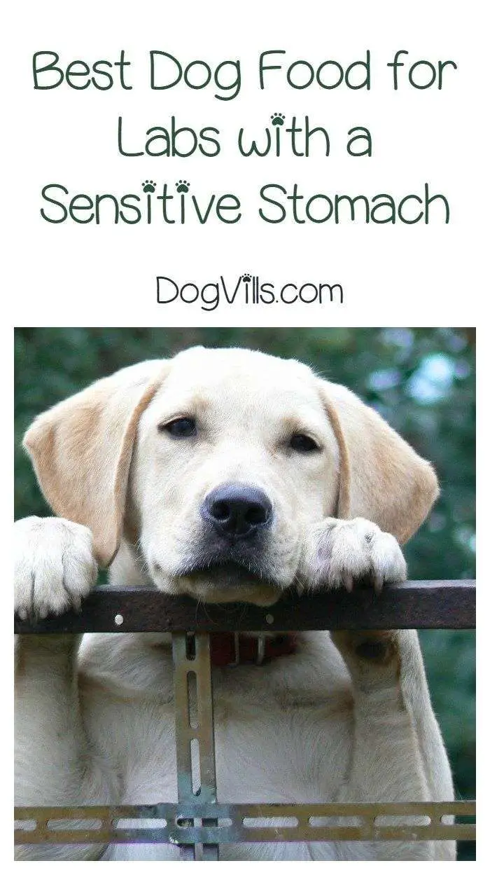 What is the Best Dog Food for Labs with a Sensitive ...